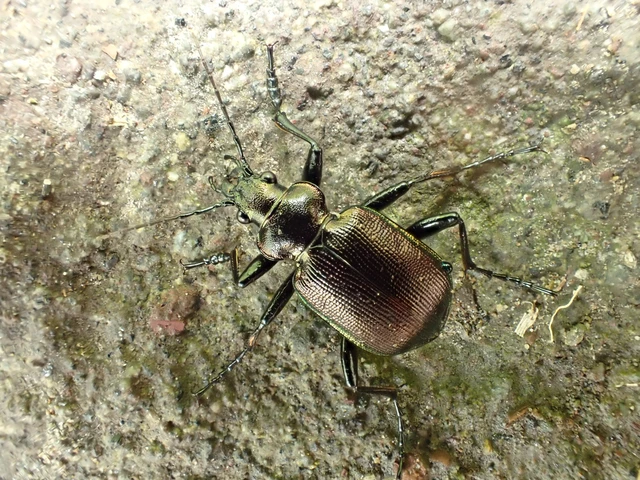 Calosoma inquisitor - kis bábrabló