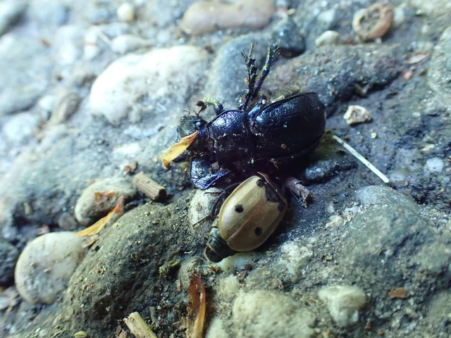 Dendroxena quadrimaculata - négypettyes dögbogár