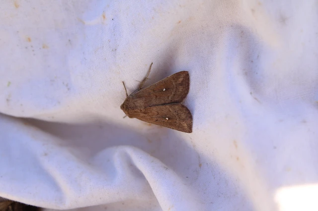 Mythimna albipuncta - fehérpettyes rétibagoly