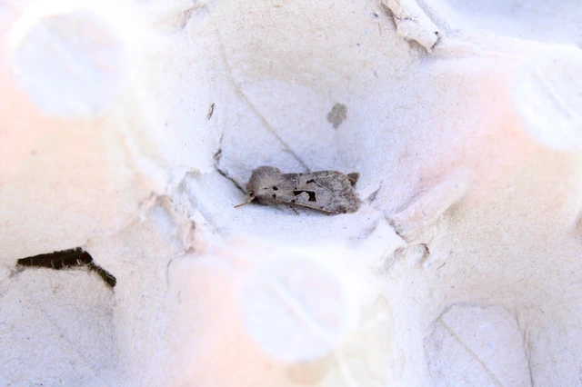 Orthosia gothica - feketefoltos barkabagoly