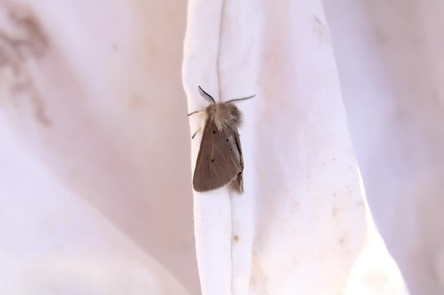 Diaphora mendica - felemás medvelepke