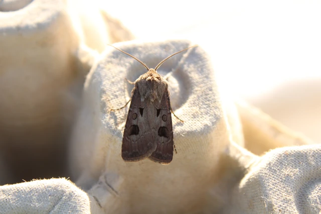 Agrotis exclamationis - felkiáltójeles földibagoly