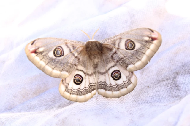 Saturnia pavoniella/pavonia