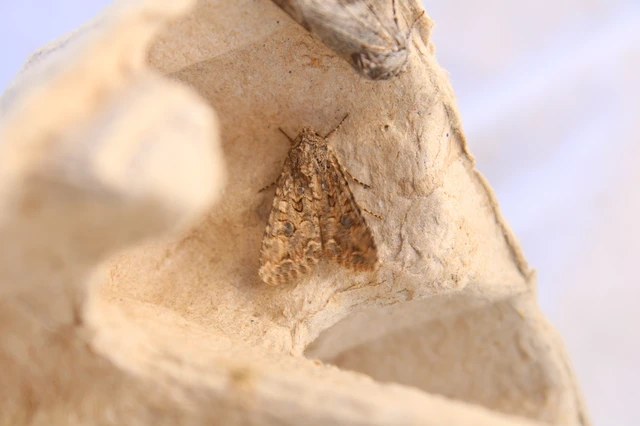 Hadula trifolii - lóherebagoly