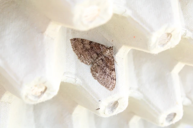 Hydria cervinalis - őzbarna araszoló