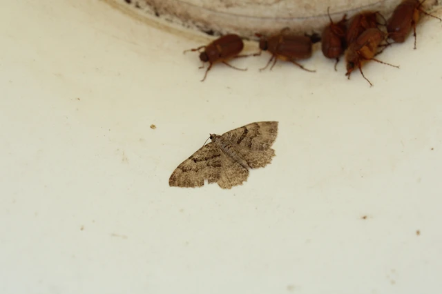 Hydria cervinalis - őzbarna araszoló