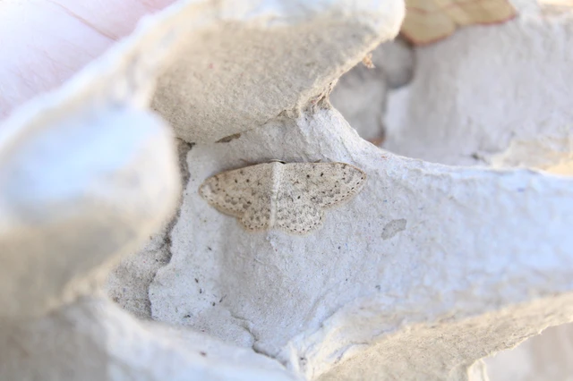 Scopula marginepunctata - pettyes sávosaraszoló