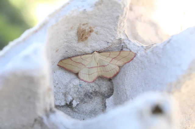 Rhodostrophia vibicaria - pirosszélű araszoló