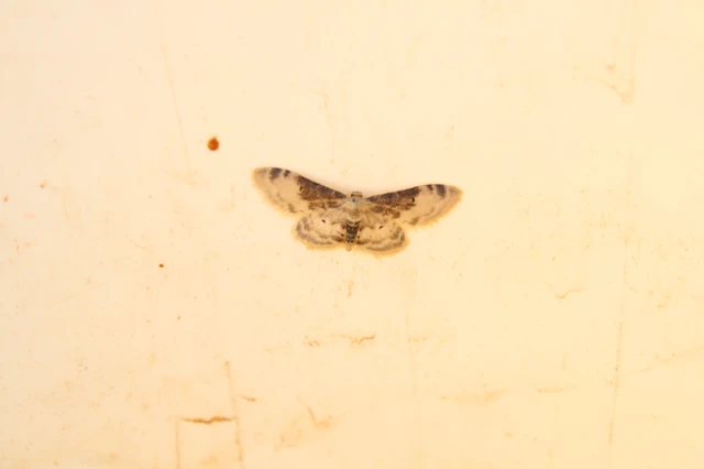 Idaea filicata - sötéttövű apróaraszoló