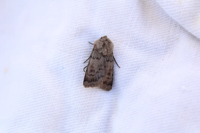 Agrotis cinerea - szürkés földibagoly
