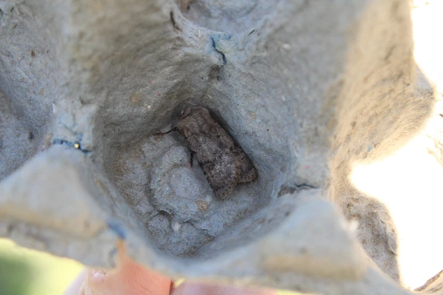 Agrotis cinerea - szürkés földibagoly