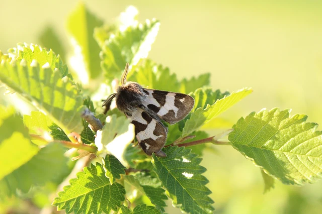 Watsonarctia deserta - tarka medvelepke