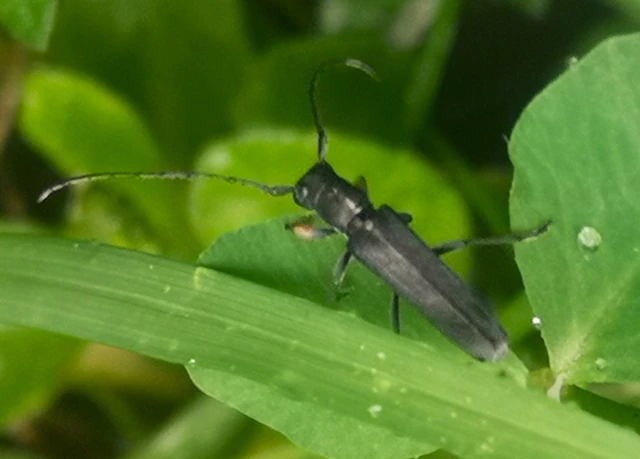 Phytoecia cylindrica - medvelapucincér