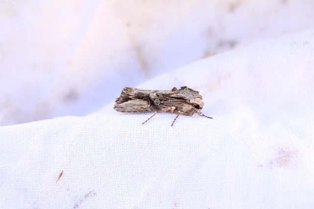 Egira conspicillaris - változékony szürkebagoly