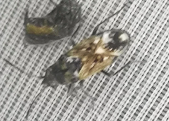 Rhyparochromidae - földibodobácsok