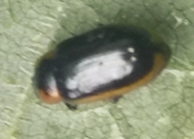 Prasocuris marginella - szegélyes boglárkalevelész