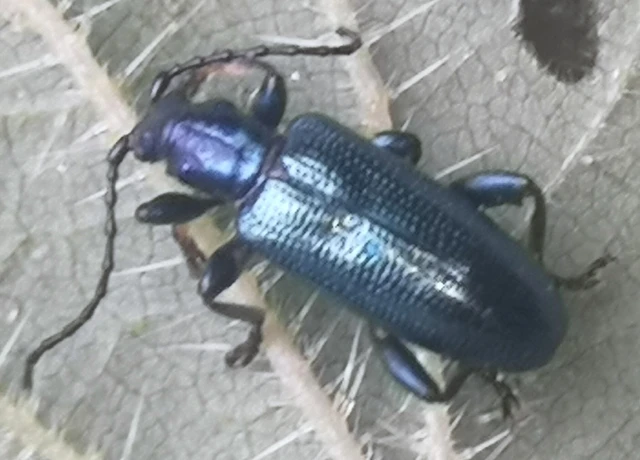 Plateumaris sericea - selymes nádbogár