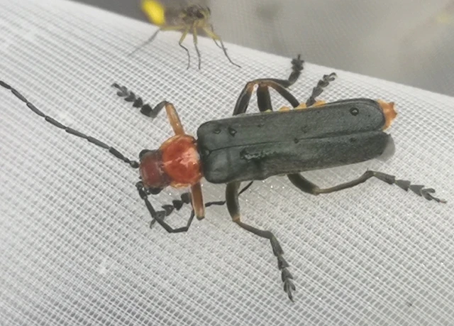 Cantharis livida - mezei lágybogár