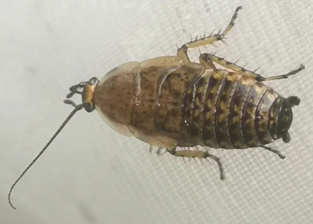 Blattodea - Csótányok Blattodea - Csótányok