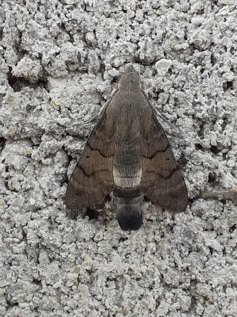 Macroglossum stellatarum - kacsafarkú szender
