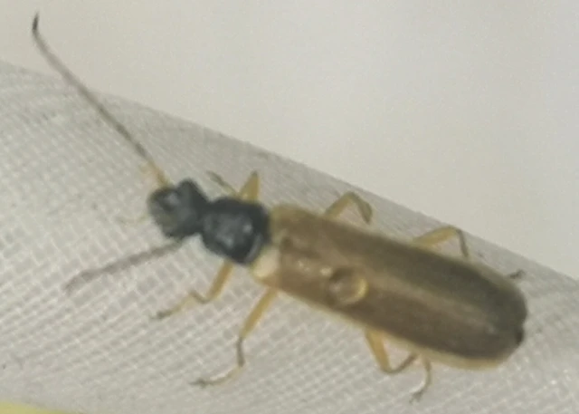 Rhagonycha lignosa - cserjés-lágybogár