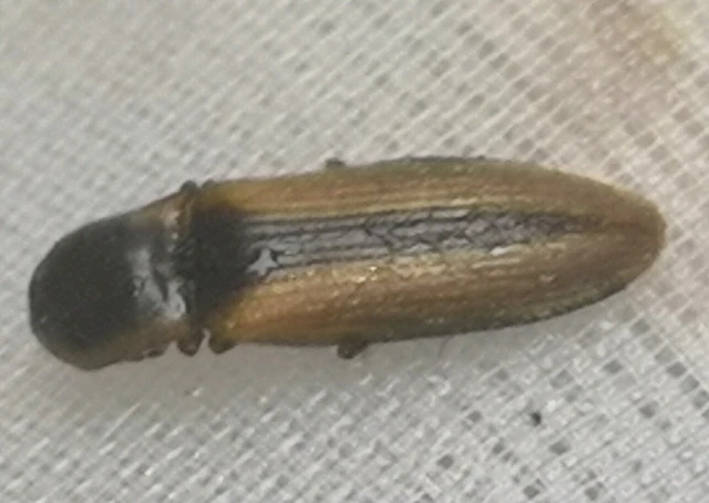 Dalopius marginatus - szegélyes pattanó