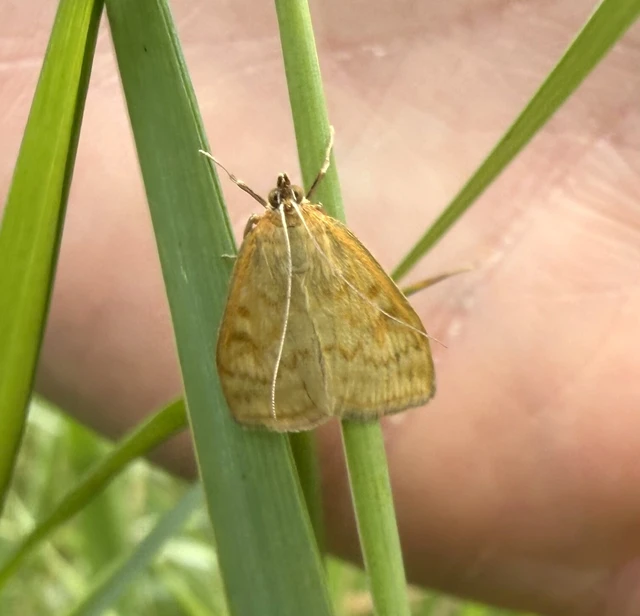 Sitochroa verticalis - világossárga dudvamoly