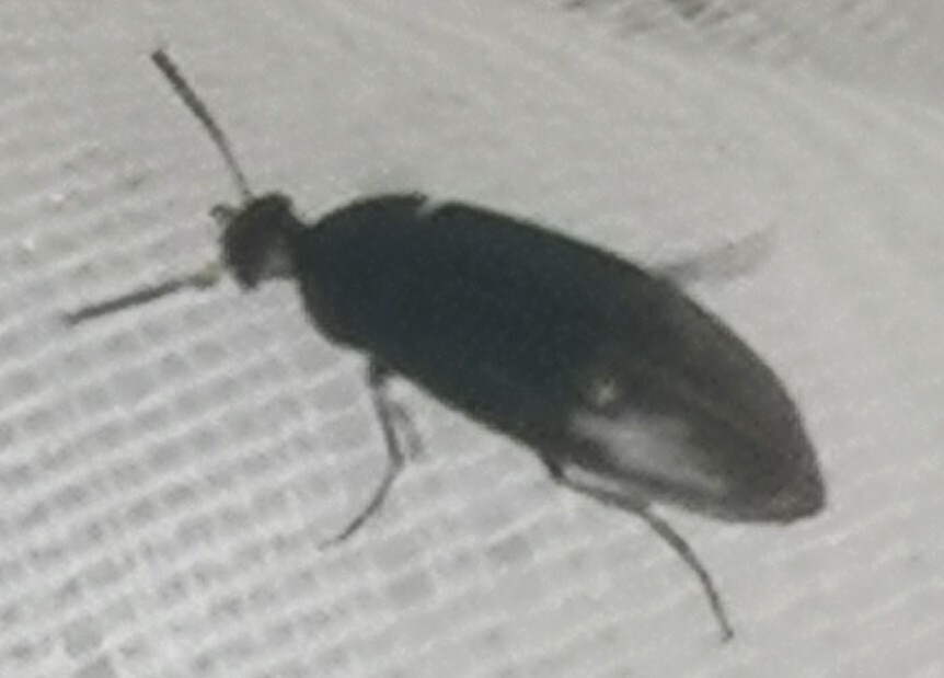 Anaspis