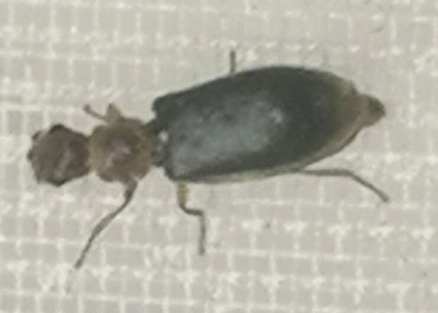 Danacea
