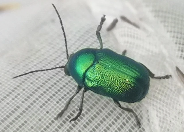 Cryptocephalus