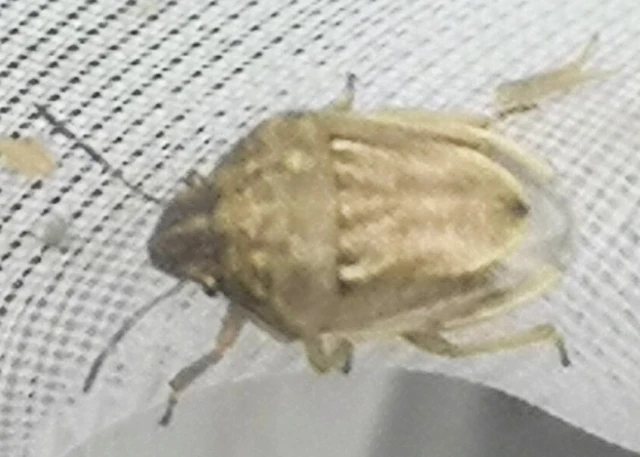 Neottiglossa leporina - sárgahasú címerespoloska Neottiglossa leporina - sárgahasú címerespoloska