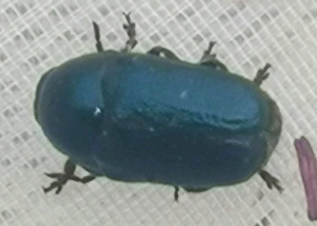 Cryptocephalus