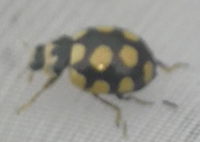 Coccinula quatuordecimpustulata - feketesárga katóka