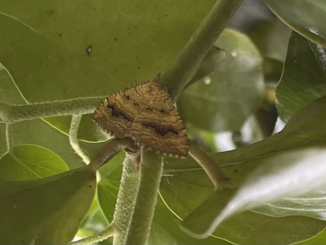 Camptogramma bilineata - kétvonalas sávosaraszoló