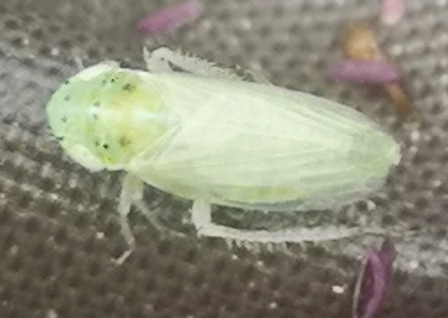 Graphocraerus ventralis