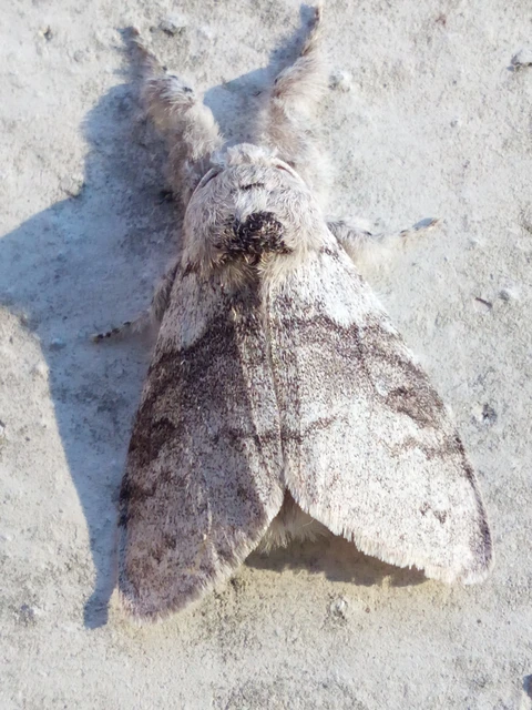 Calliteara pudibunda - hamvasszövő