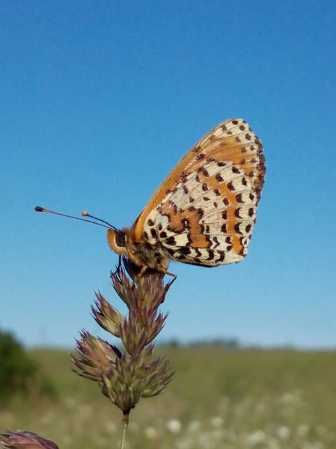 Melitaea didyma - tüzes tarkalepke