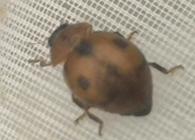 Cynegetis impunctata - pázsitfűböde