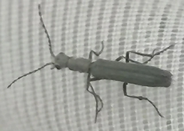 Dolichosoma lineare - ösztövér karimásbogár