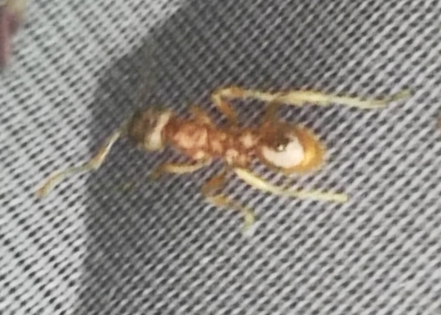 Myrmica