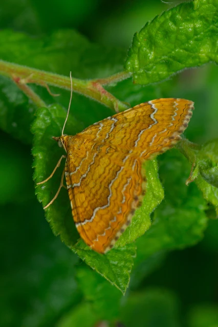 Camptogramma bilineata - kétvonalas sávosaraszoló