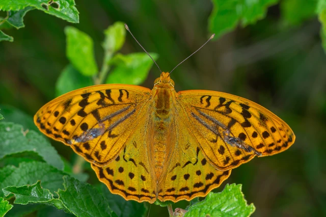 Argynnis pandora - zöldes gyöngyházlepke