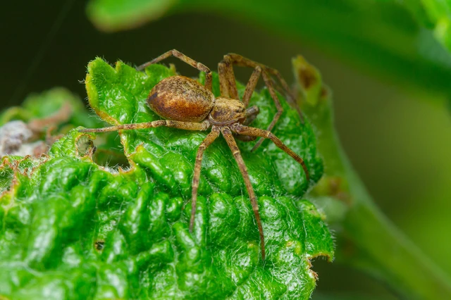 Philodromus