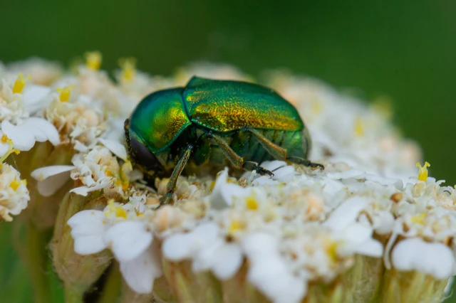 Cryptocephalus