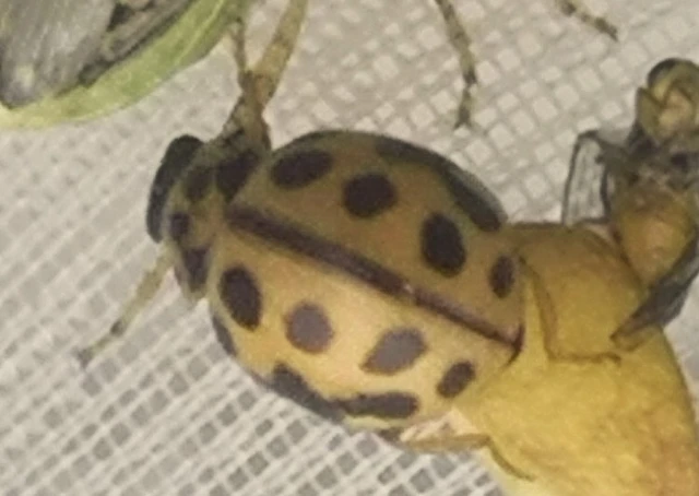 Tytthaspis sedecimpunctata - tizenhatpettyes katica