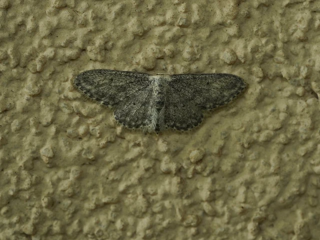 Idaea seriata - szürke apróaraszoló