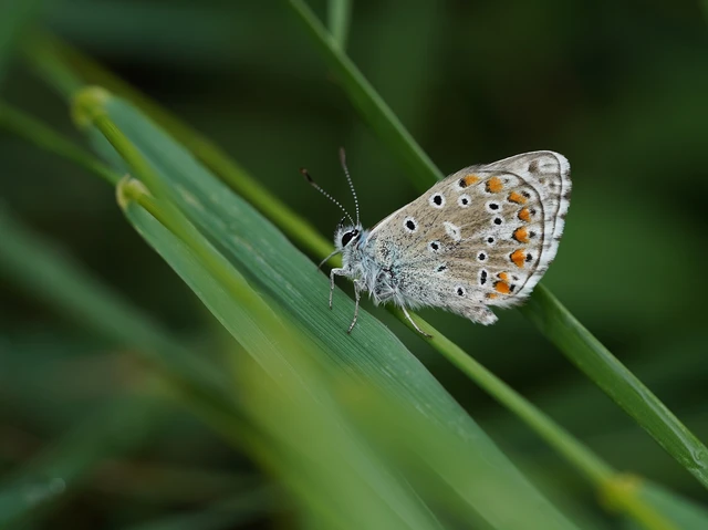 Polyommatus bellargus - égszínű boglárka