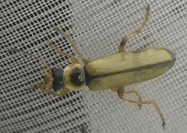 Metacantharis clypeata - tavaszi lágybogár