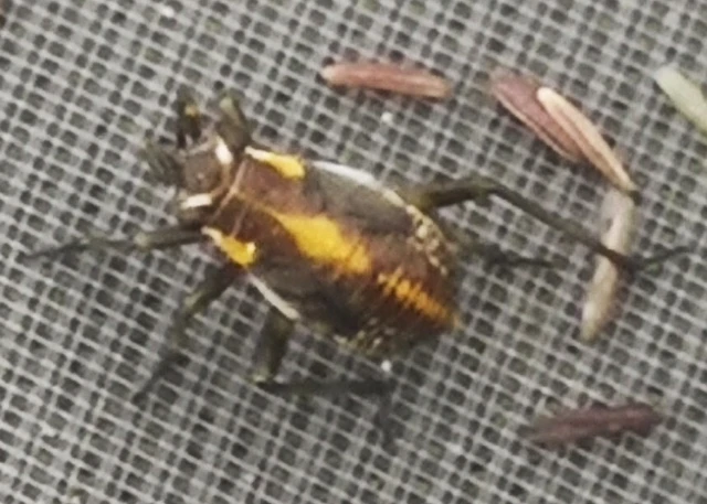 Capsodes