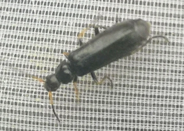 Rhagonycha